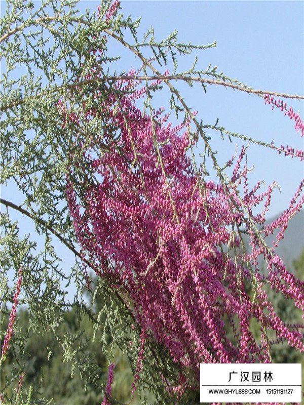 廣漢園林教你如何區(qū)分檉柳？