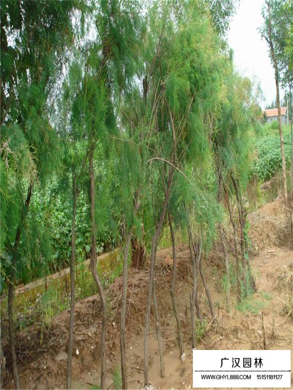 廣漢園林教你如何區(qū)分檉柳？