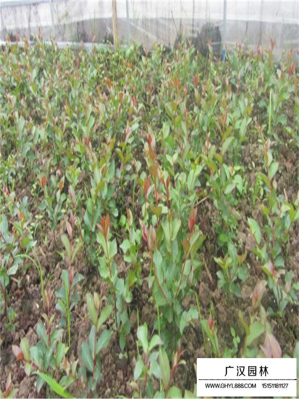 紅火球紫薇2018最新價(jià)格