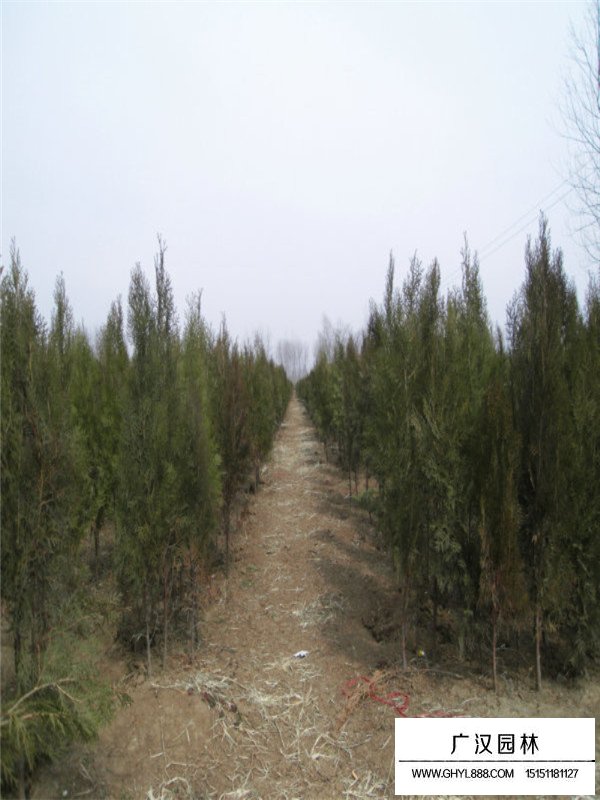 大規(guī)格側(cè)柏價格是多少