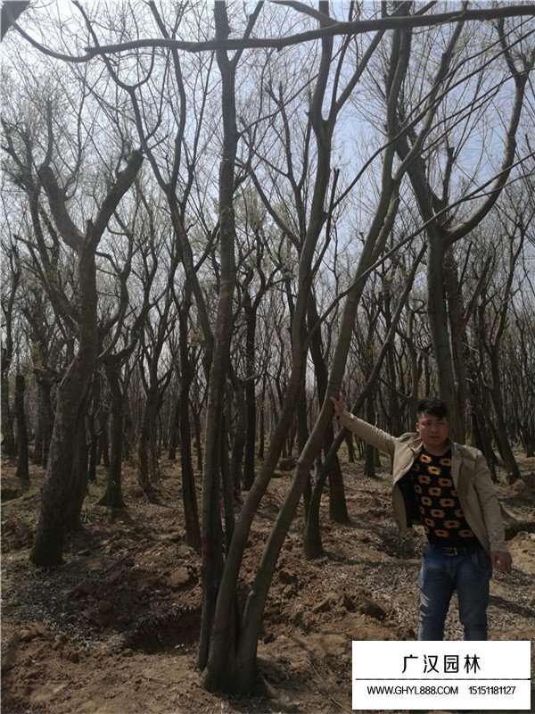 怎么培育叢生樸樹(shù)？