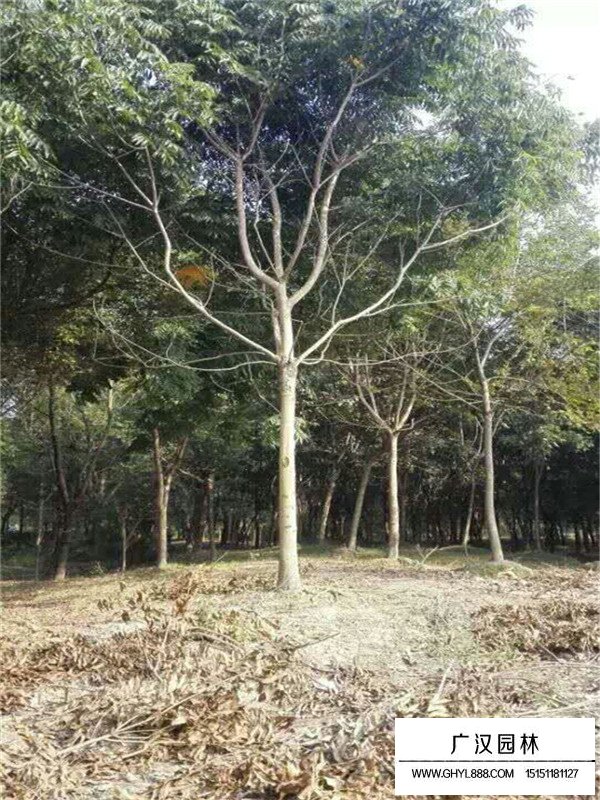 廣漢園林出售無患子苗木