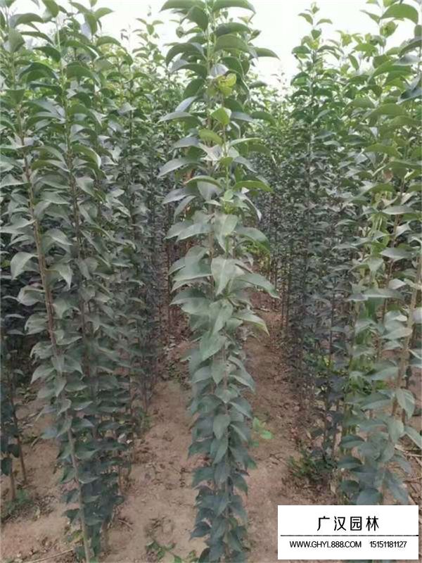 大葉女貞是不是常綠喬木