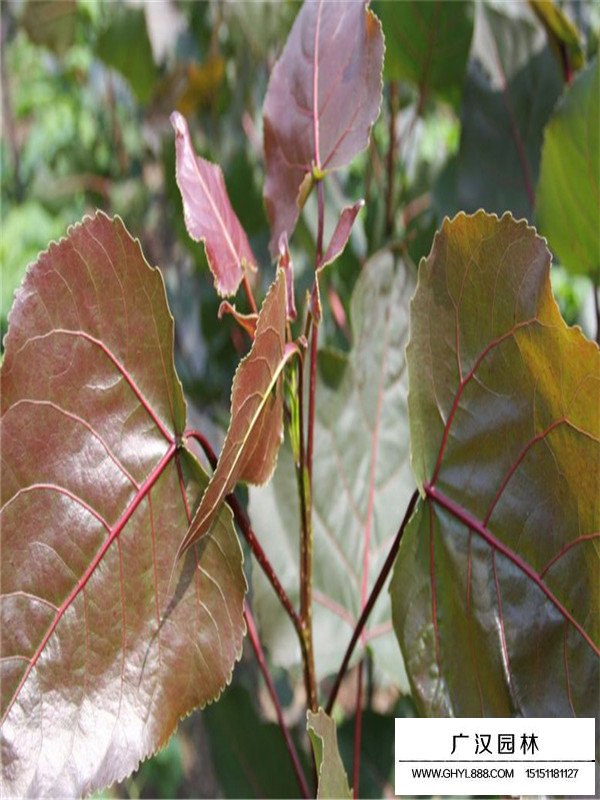 紅葉楊哪個地方多？