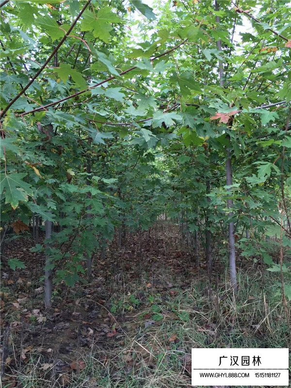 美國(guó)紅楓樹的價(jià)格