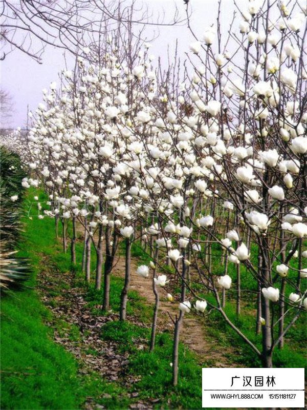 白玉蘭樹的種植方法有哪些？