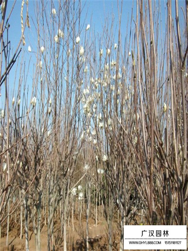 白玉蘭樹的種植方法有哪些？