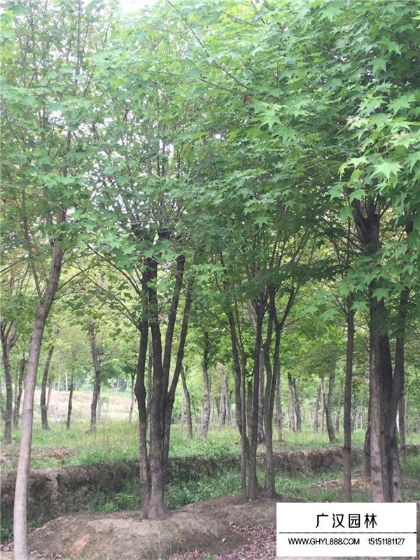 叢生五角楓優(yōu)點(diǎn)有哪些？