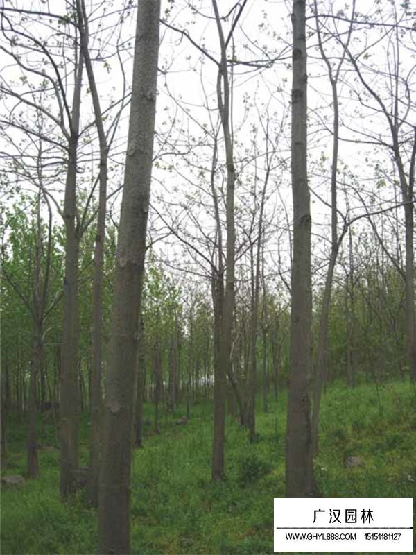 青銅樹科屬及習(xí)性