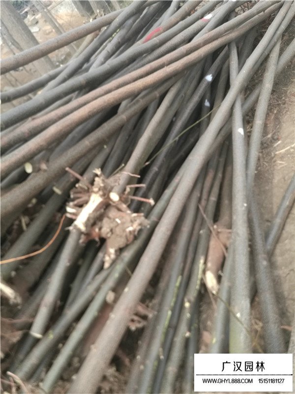 黃山欒基地在哪里