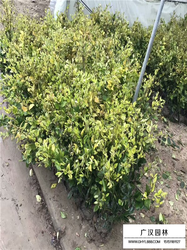 金森女貞可以長成樹形嗎?