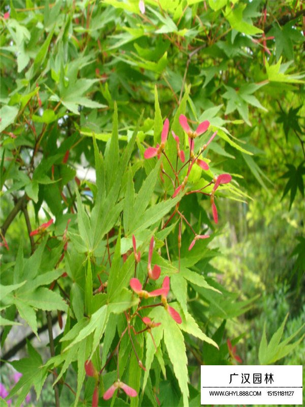 2018年雞爪槭最新價格表