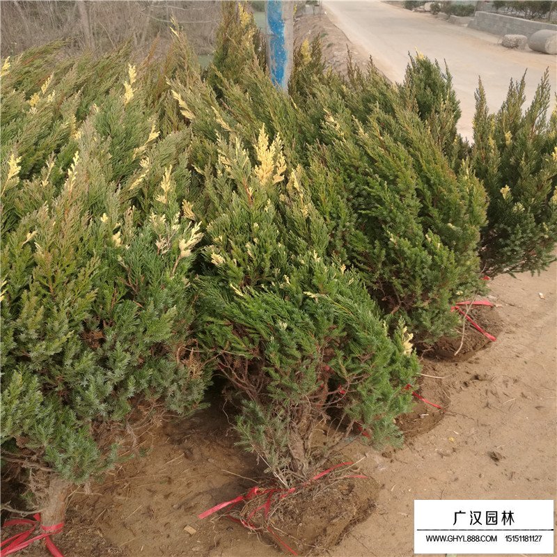 花柏球的園林用途