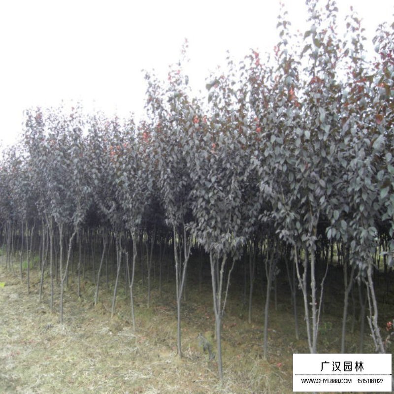 行道樹紫葉李種植基地