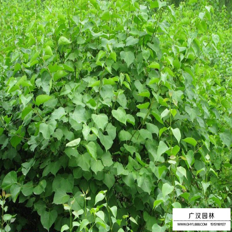 紅丁香與暴馬丁香區(qū)別