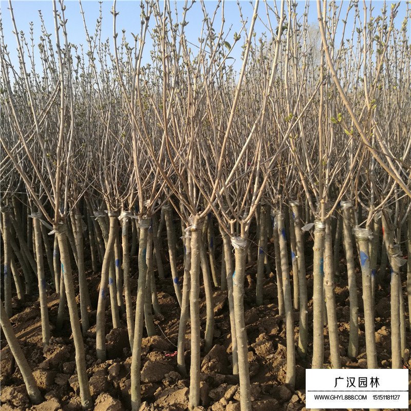 獨桿丁香一年長多粗？