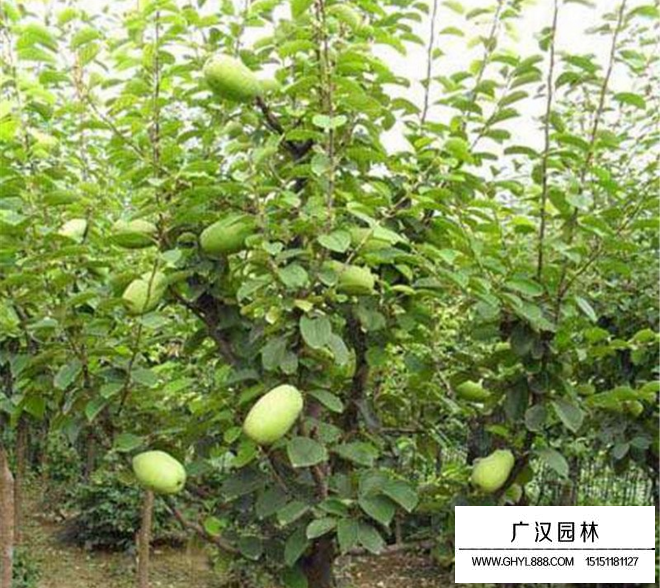 用什么方法使木瓜樹變矮?