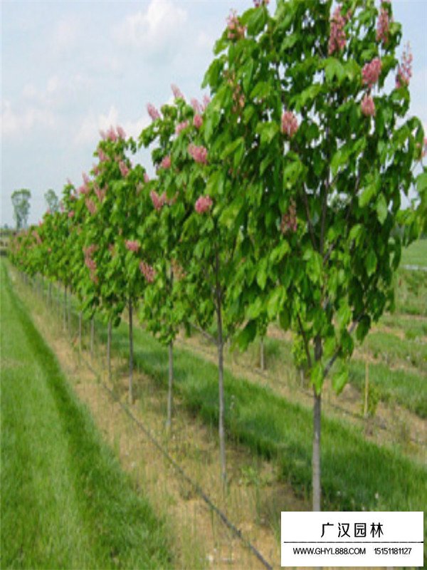 紅花七葉樹的前景