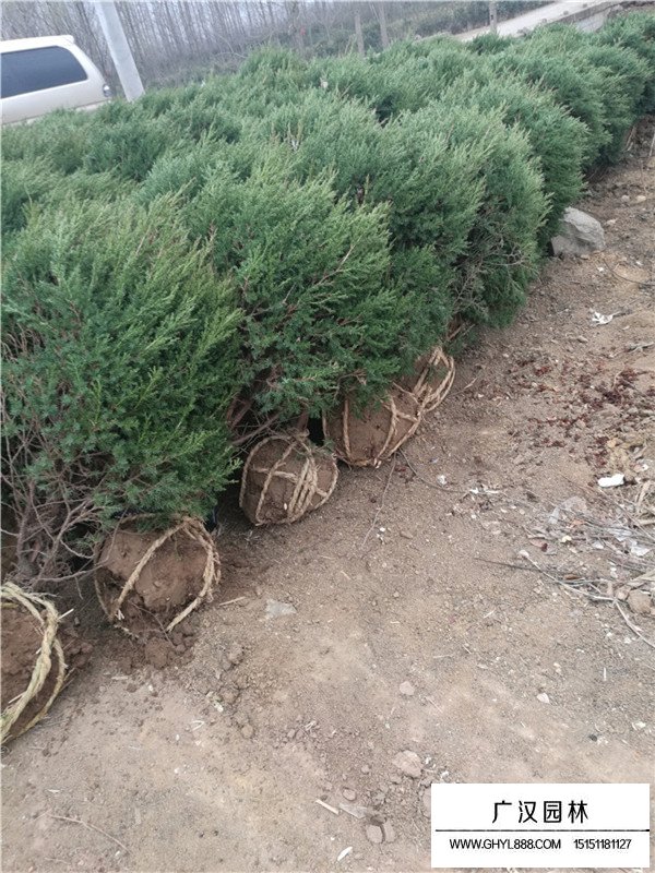 1.2米的刺柏球多少錢