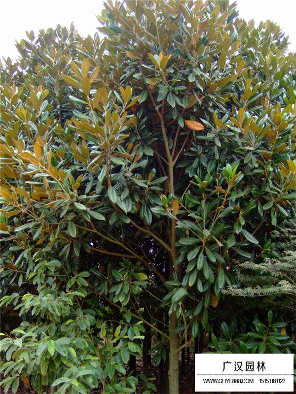 18公分廣玉蘭多少錢