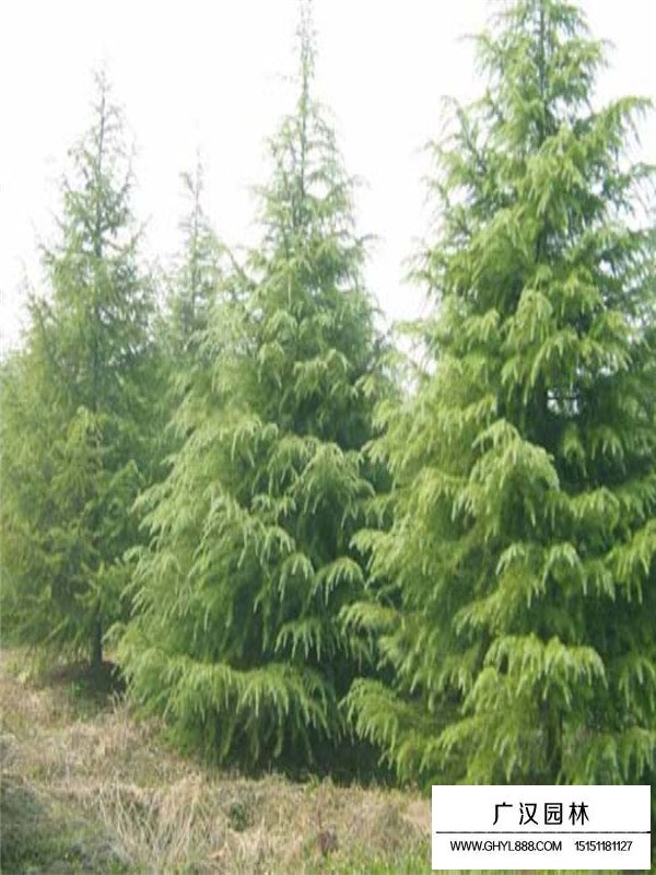 2米高度的雪松多少錢