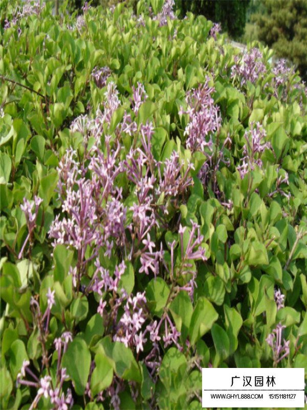 丁香和暴馬丁香的區(qū)別