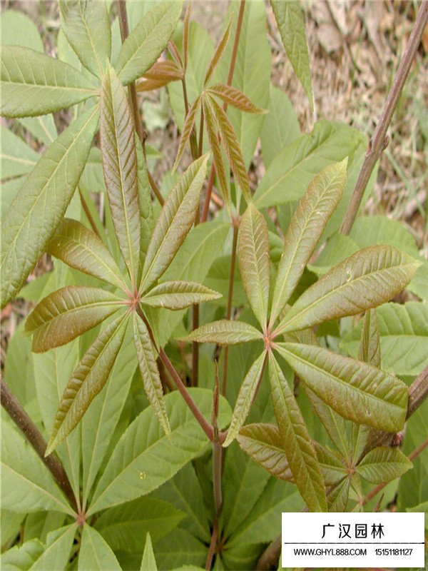 七葉樹怎么修剪