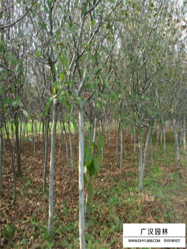 垂絲海棠種植技巧