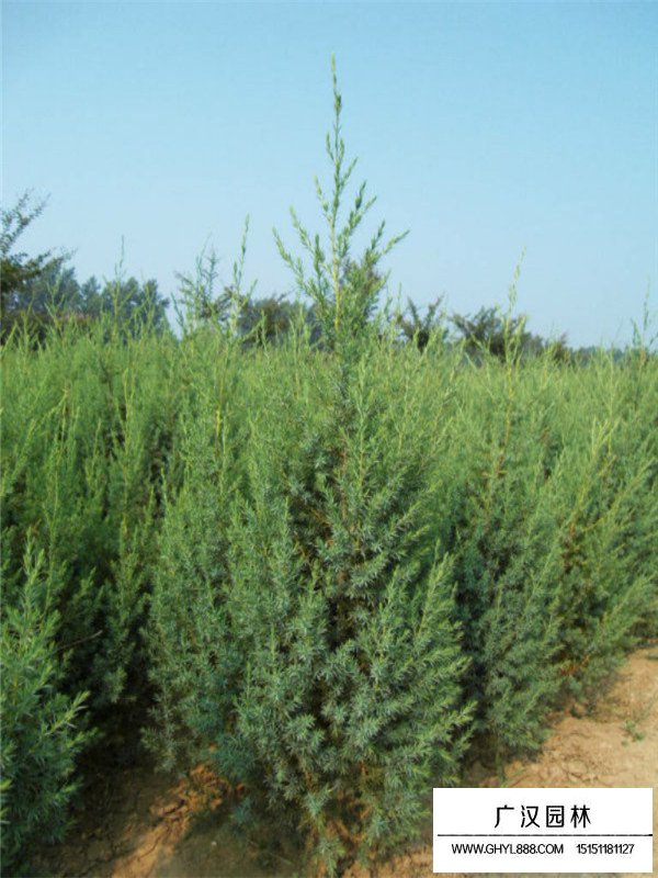 刺柏種植方法有哪些？