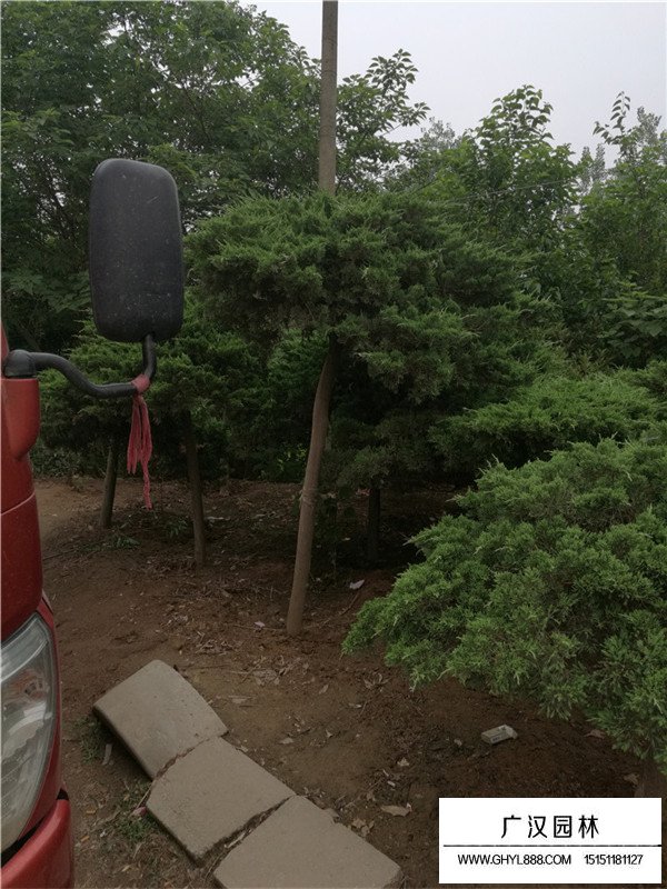 地龍樹苗廠家在哪里？