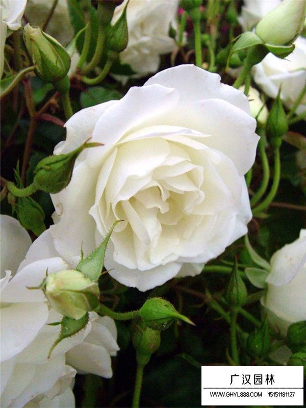 月季花苗木基地在哪？