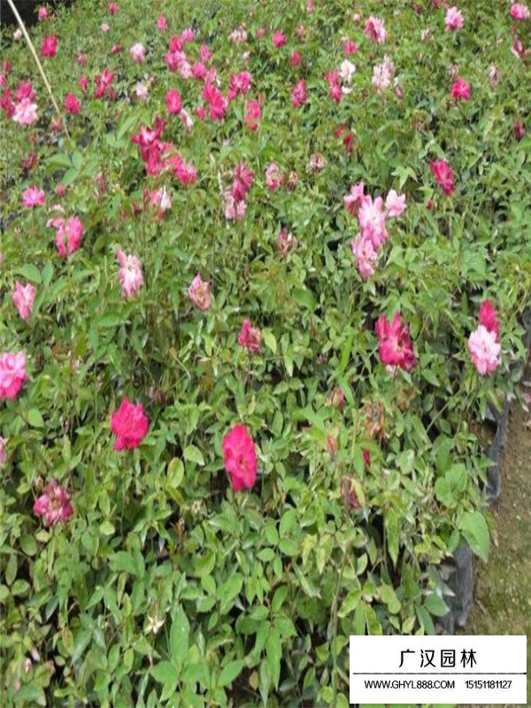 月季花苗木基地在哪？