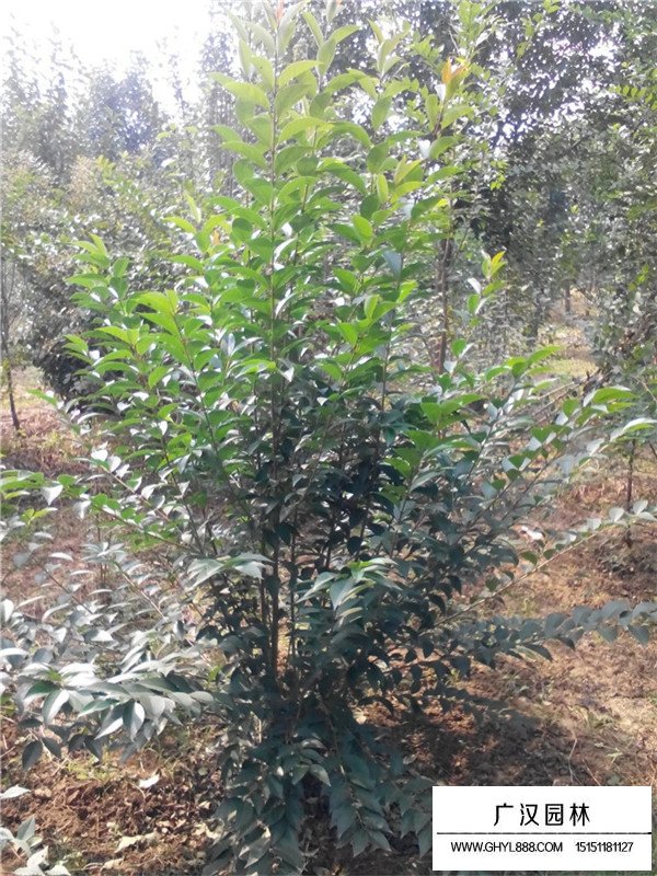 叢生大葉女貞幾分枝