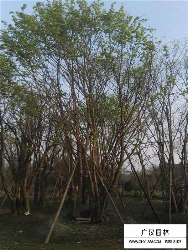 叢生五角楓是花灌木嗎