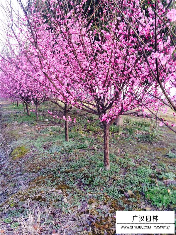 紅梅樹(shù)3公分價(jià)格是多少