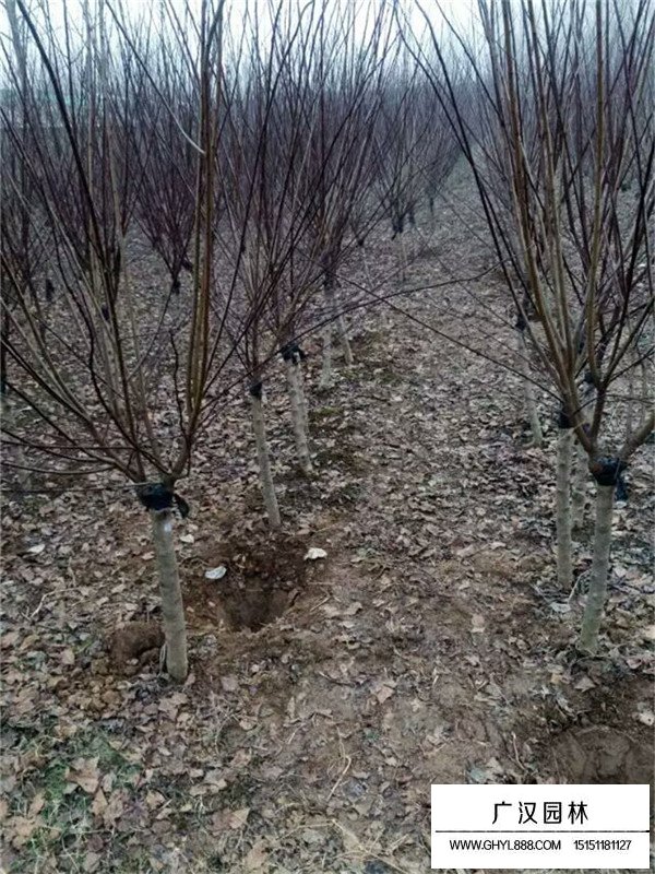 紅葉梅與榆葉梅價格分別是多少