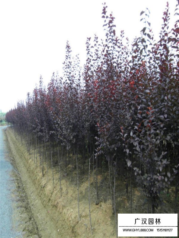 紫葉李價(jià)格