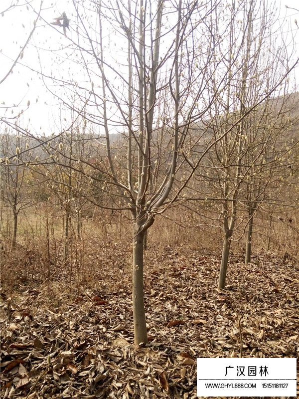 紫玉蘭小苗批發(fā)價(jià)格是多少