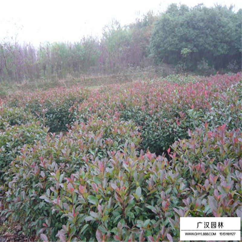 紅葉石楠修剪標(biāo)準(zhǔn)