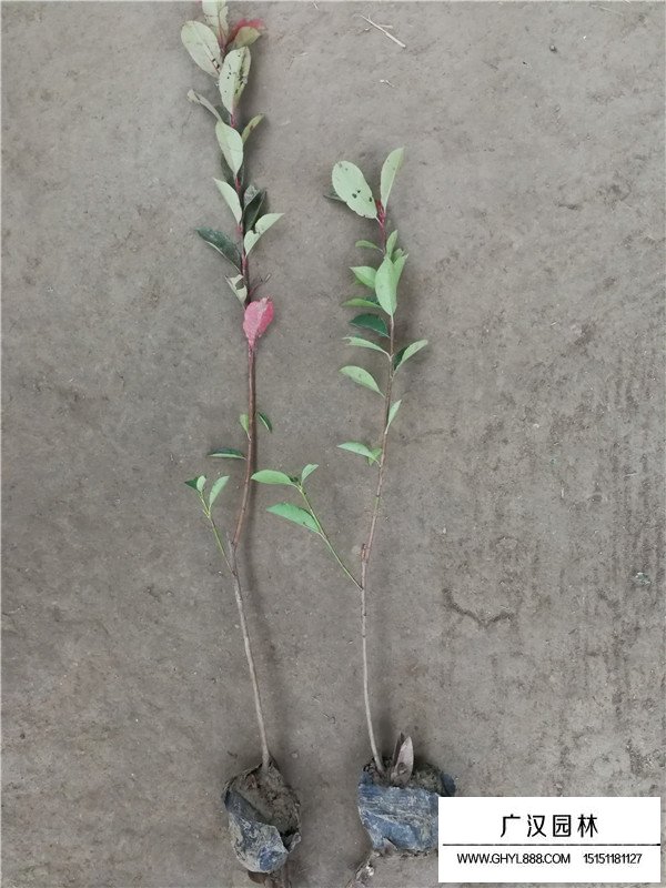 紅葉石楠的花期果期