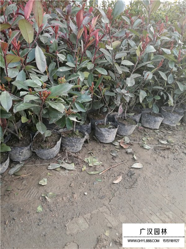 紅葉石楠的花期果期