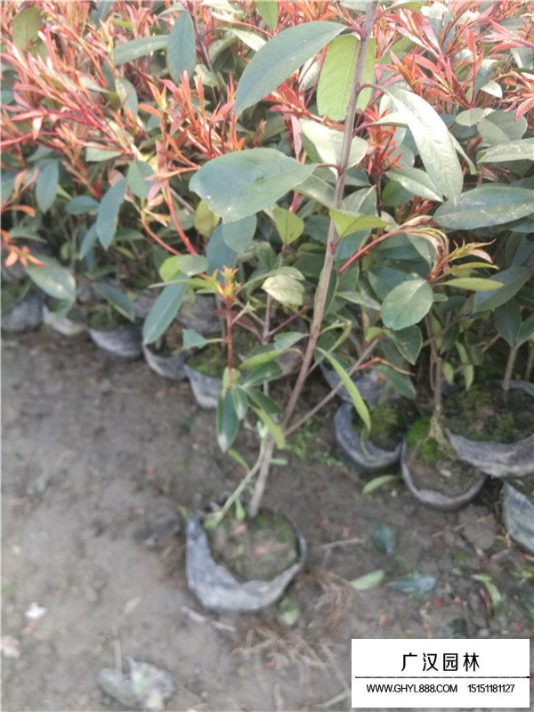 紅葉石楠的花期果期