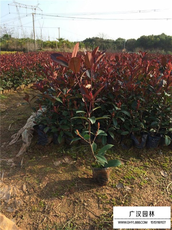 紅葉石楠的花期果期