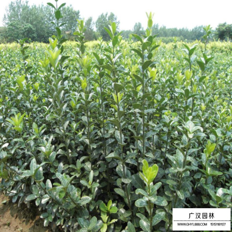 大葉黃楊小苗價格