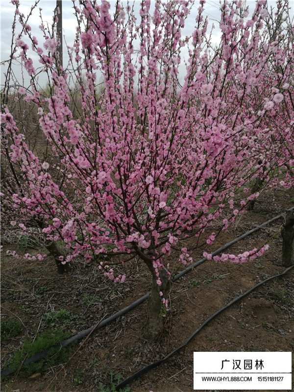 叢生榆葉梅屬于灌木還是喬木