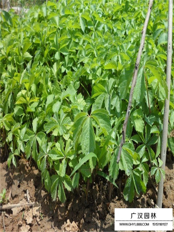 爬山虎批發(fā)價格