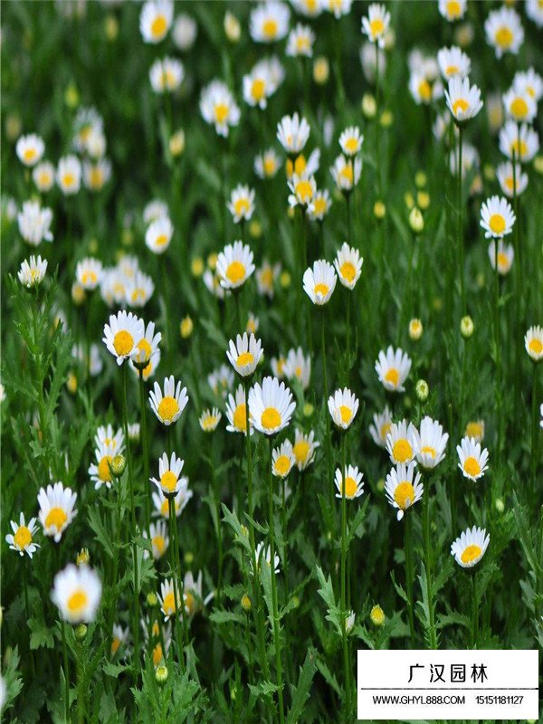 如何種植白晶菊的種子(圖1)