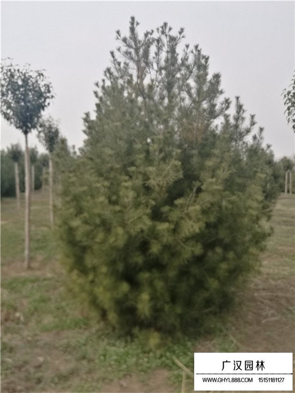 白皮松未來5年發(fā)展前景如何(圖1)