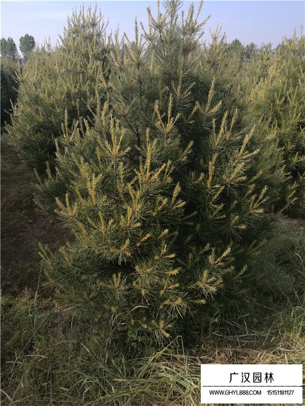 白皮松的生長過程(圖2)