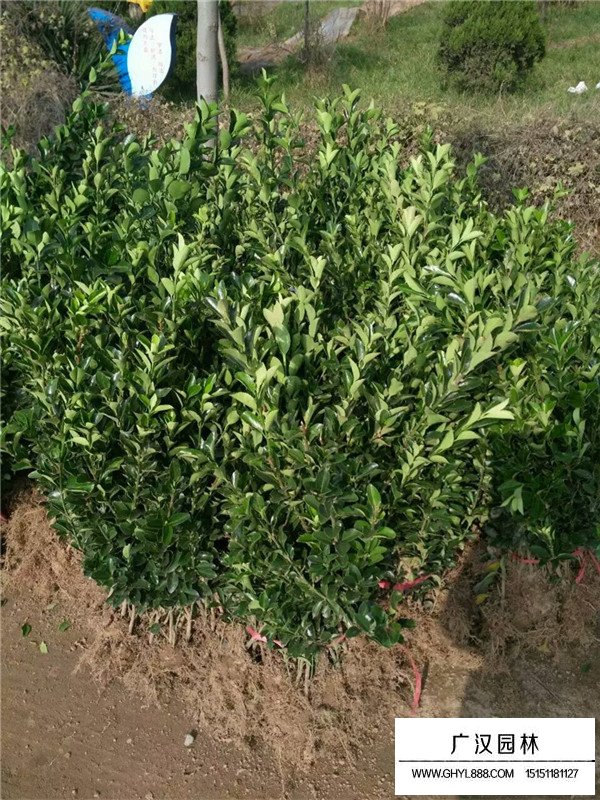 大葉黃楊可以長多高呢?(圖1)